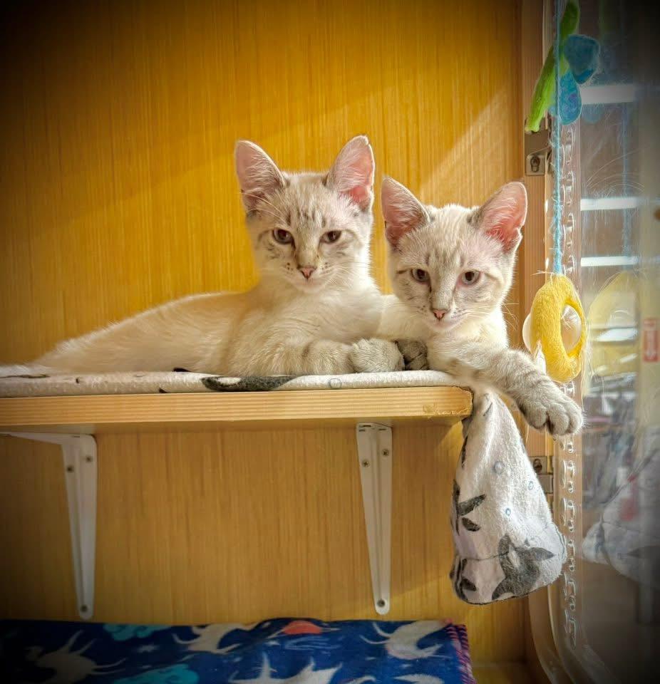 Mocha and Latte, a Adoptable Siamese image 1/2
