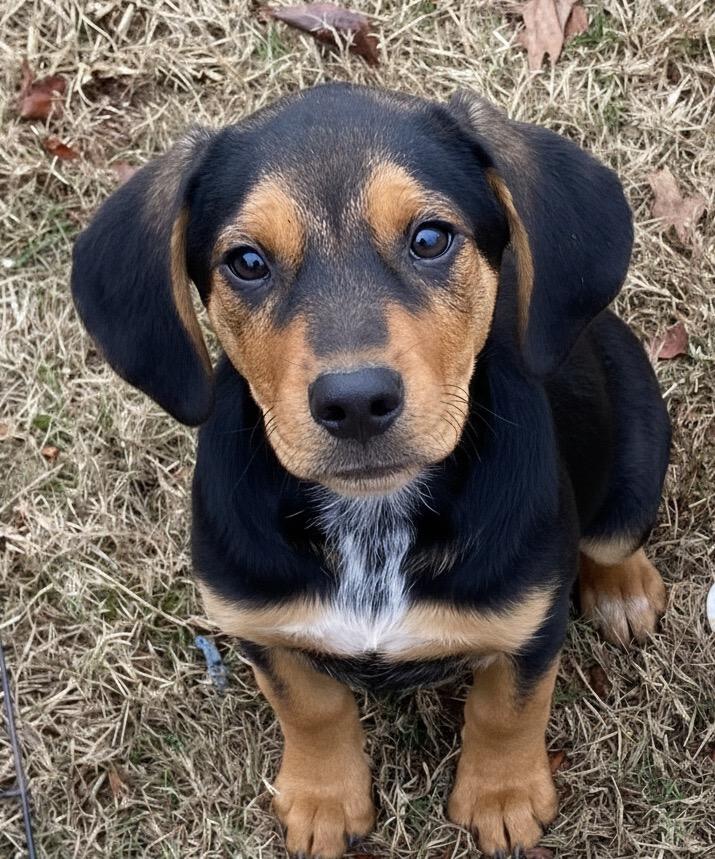 BELLA, ADOPTABLE, Puppy Female Beagle & Hound.
