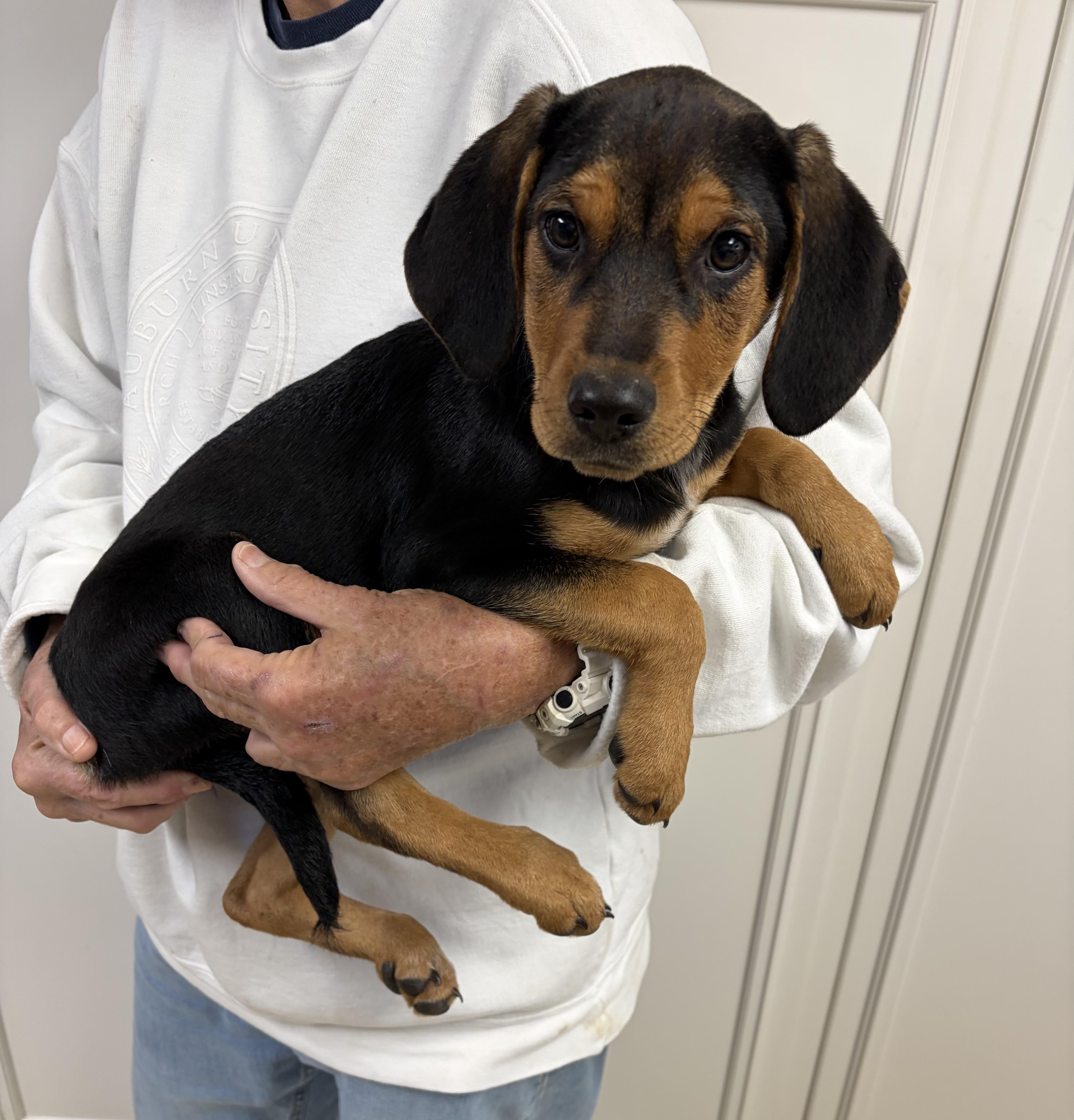 Enlarge BELLA, a ADOPTABLE mixed breed in Dumont, NJ image 2/4