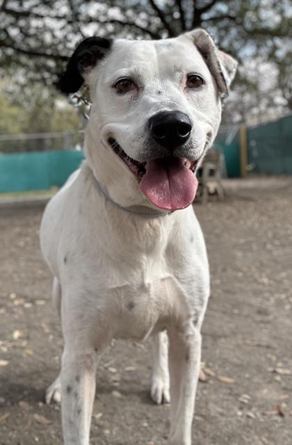Lucy Goosey, Adoptable, Senior Female Collie & Mixed Breed.