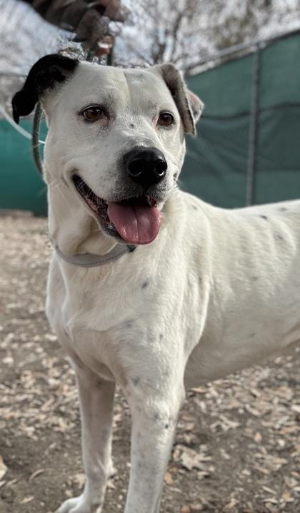 Enlarge Lucy Goosey, a Adoptable mixed breed in San Antonio, TX image 2/3