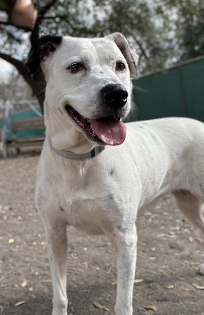 Enlarge Lucy Goosey, a Adoptable mixed breed in San Antonio, TX image 3/3