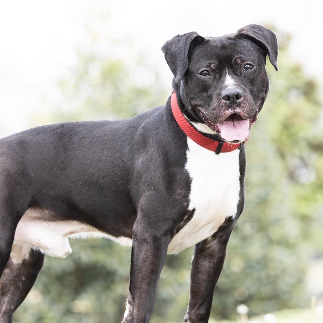 Ford, Adoptable, Adult Male Mixed Breed.