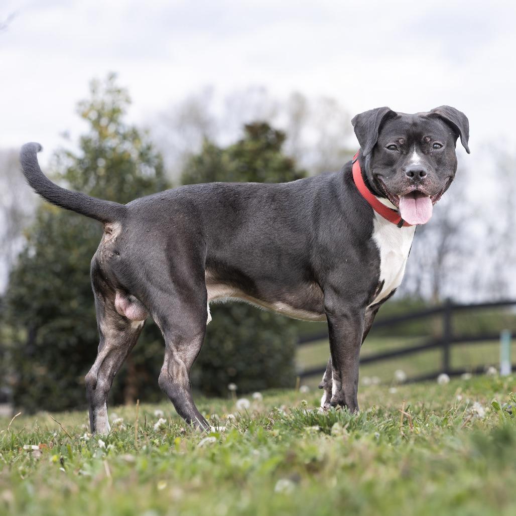 Enlarge Ford, a Adoptable Mixed Breed in Franklin, TN image 2/2