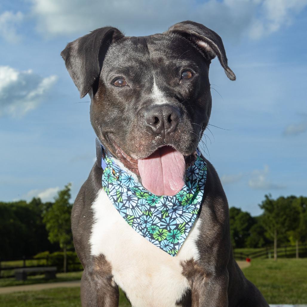 Enlarge Ford, a Adoptable Mixed Breed in Franklin, TN image 3/6