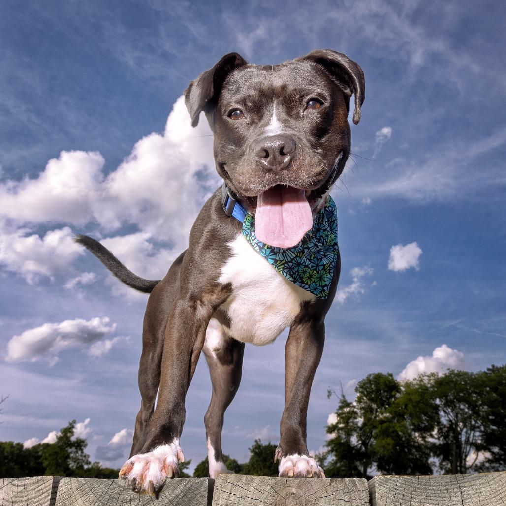 Enlarge Ford, a Adoptable Mixed Breed in Franklin, TN image 6/6