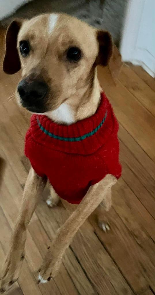 Humphrey, Adoptable, Young Male Terrier.