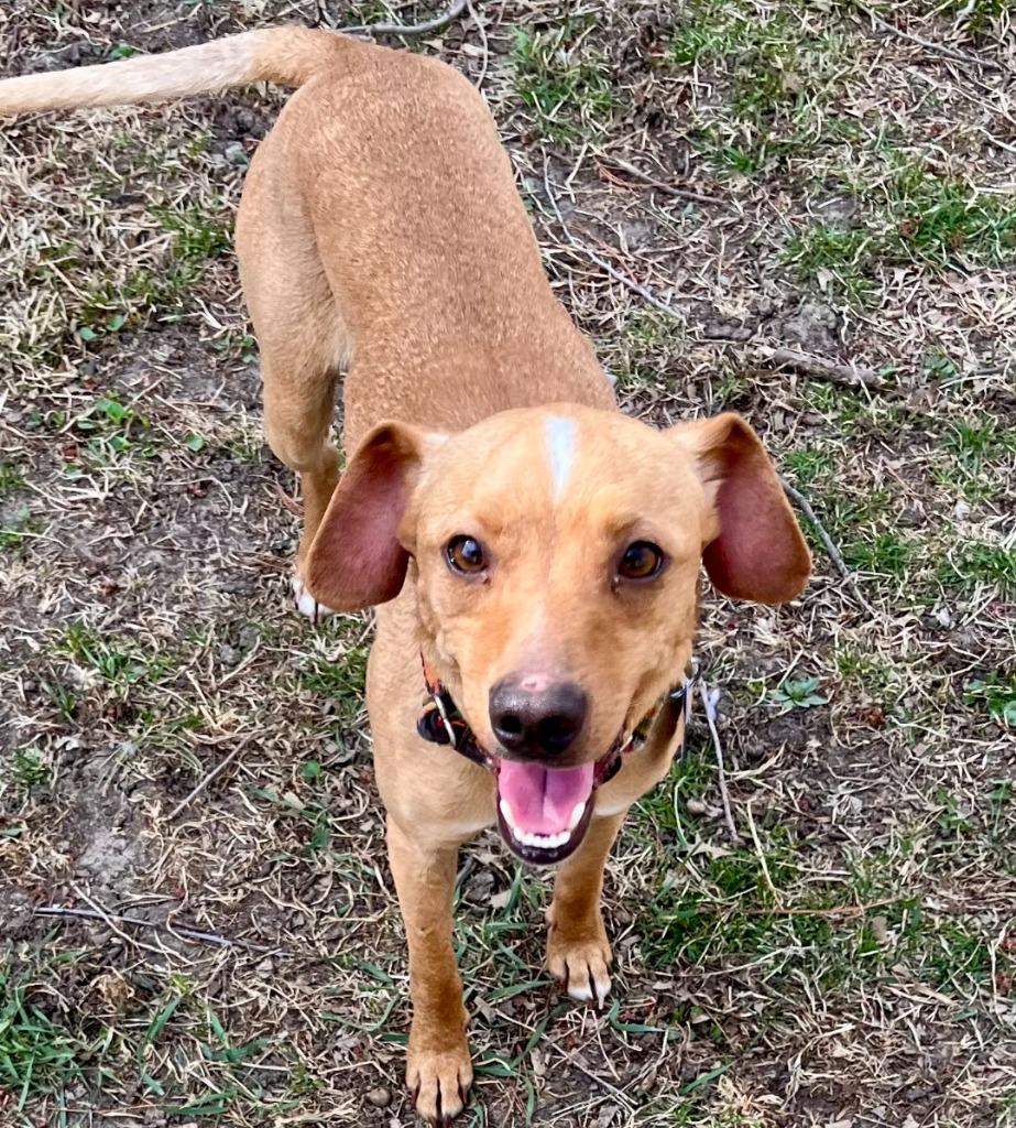 Enlarge Humphrey, a Adoptable Terrier in Indianola, IA image 2/2