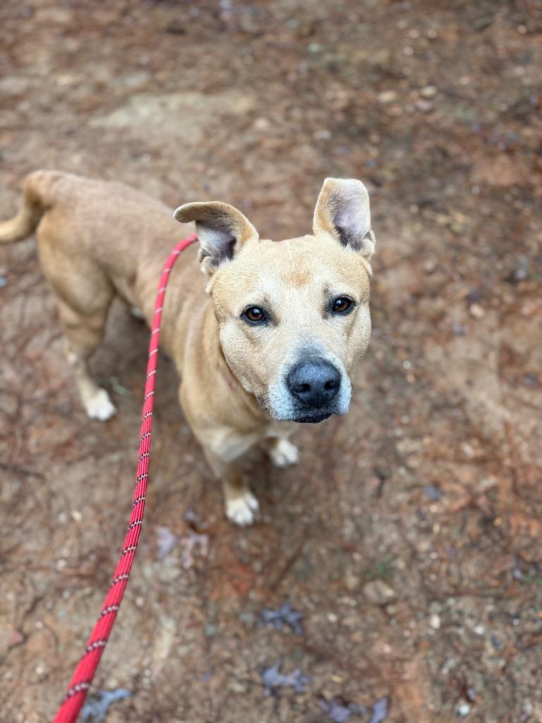 Enlarge Bubba, a Adoptable mixed breed in Ellijay, GA image 1/2