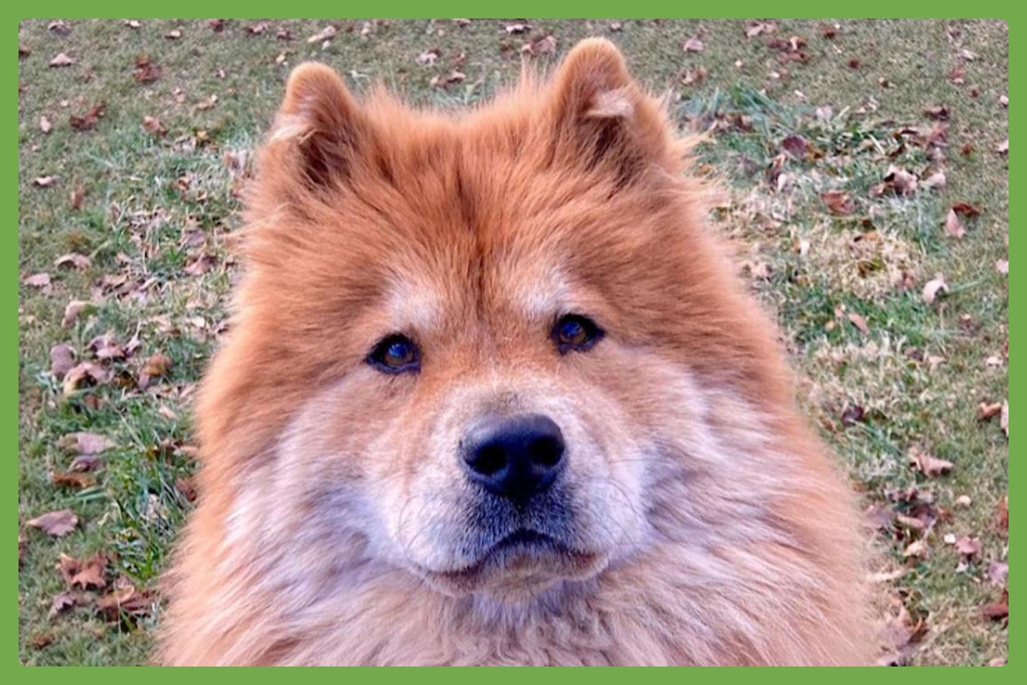 Muffy — thumbnail 2