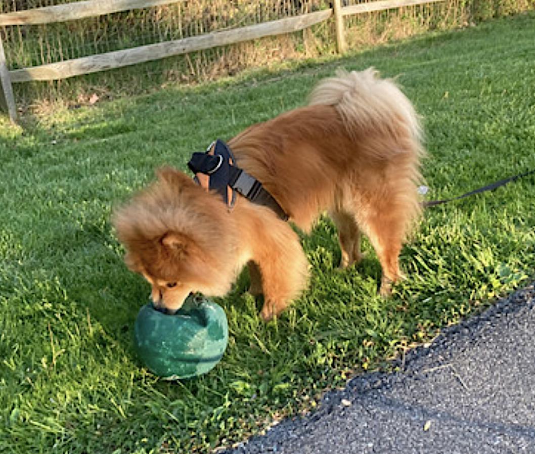 Muffy — thumbnail 4