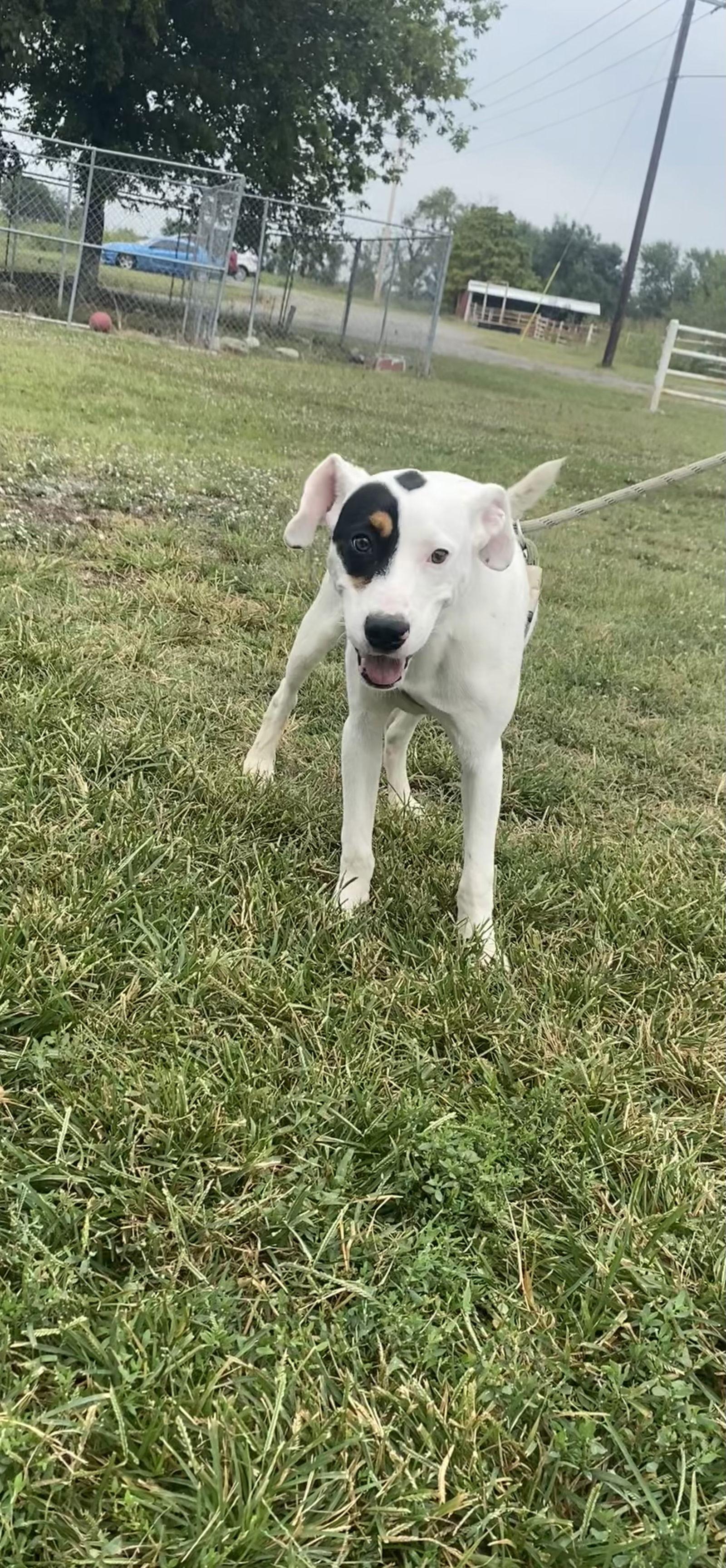 Enlarge Frankie, a Adoptable Terrier in Pryor, OK image 1/1