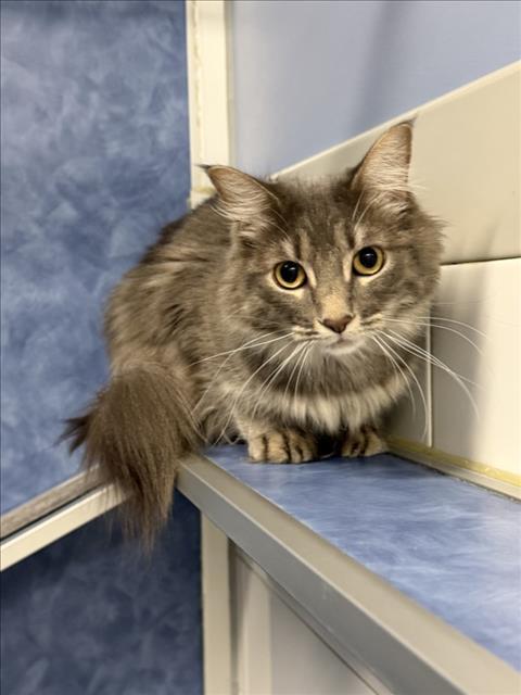 Enlarge MISTY, a Adoptable Domestic Medium Hair in Loveland, CO image 1/1