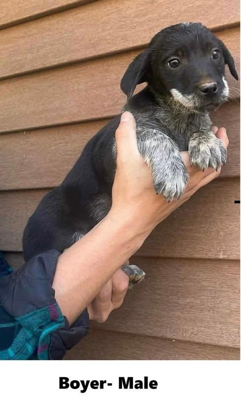 Boyer, Adoptable, Puppy Male Australian Cattle Dog / Blue Heeler.