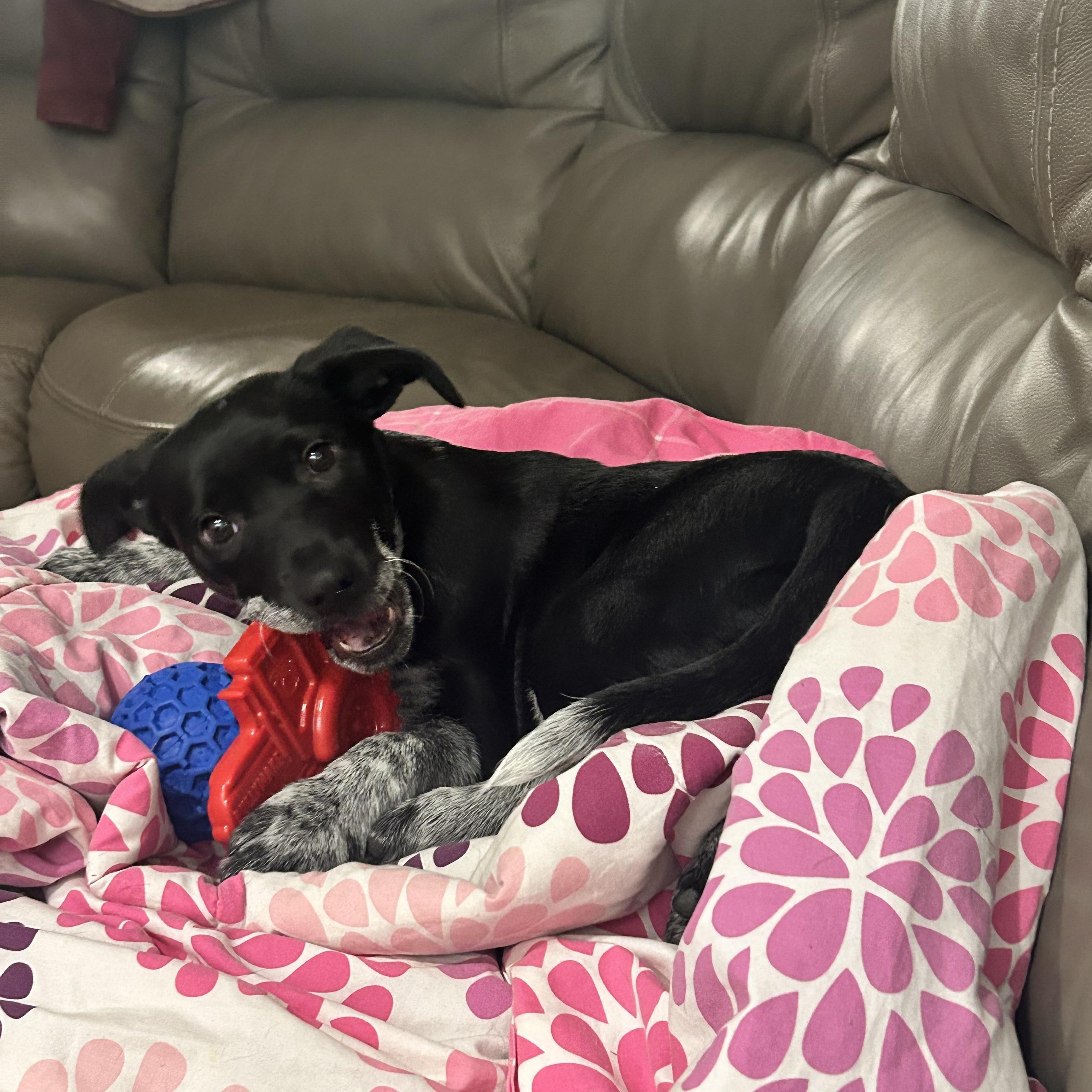 Enlarge Boyer, a Adoptable mixed breed in Griswold, CT image 5/6