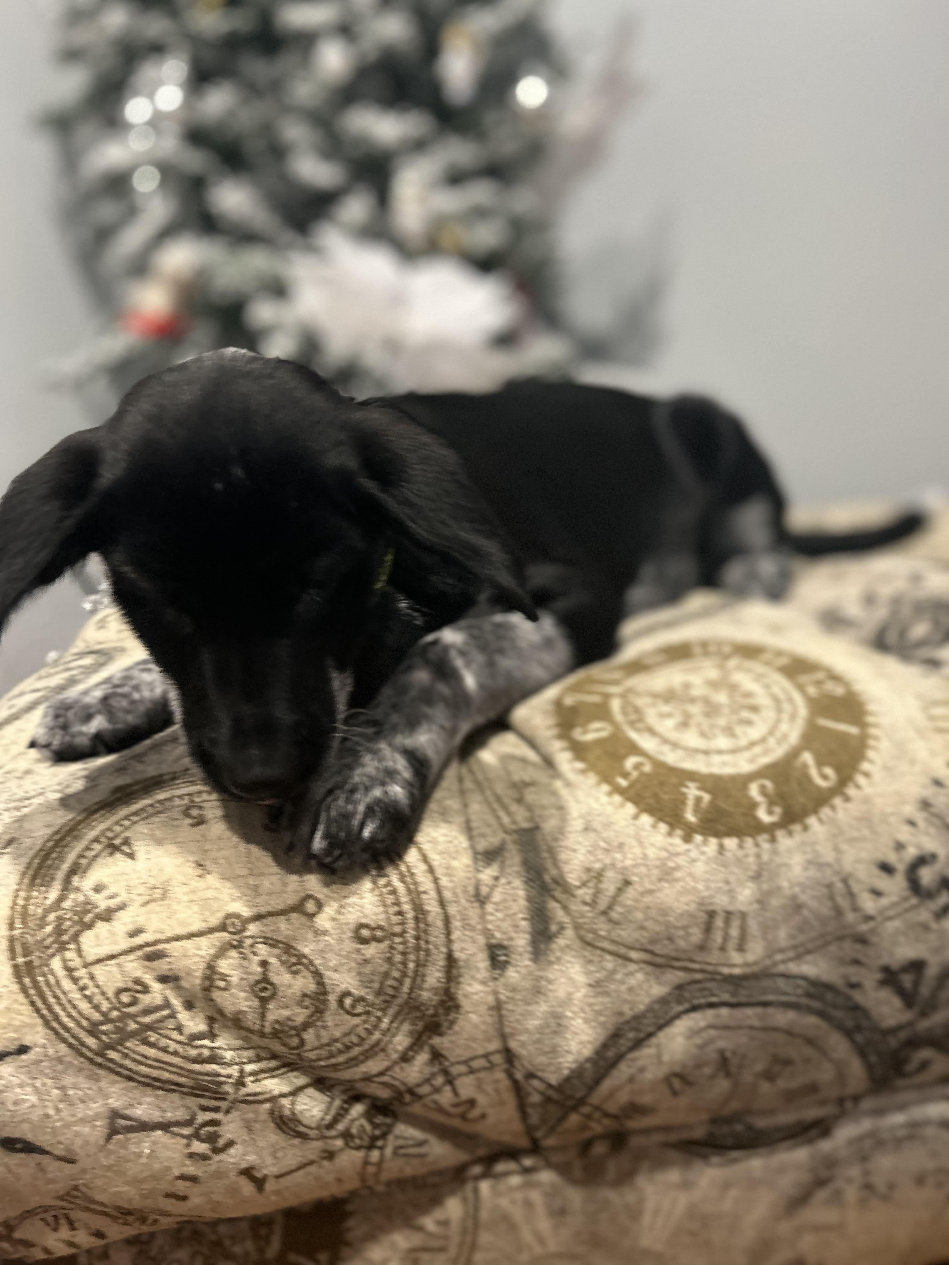 Enlarge Boyer, a Adoptable mixed breed in Griswold, CT image 3/6