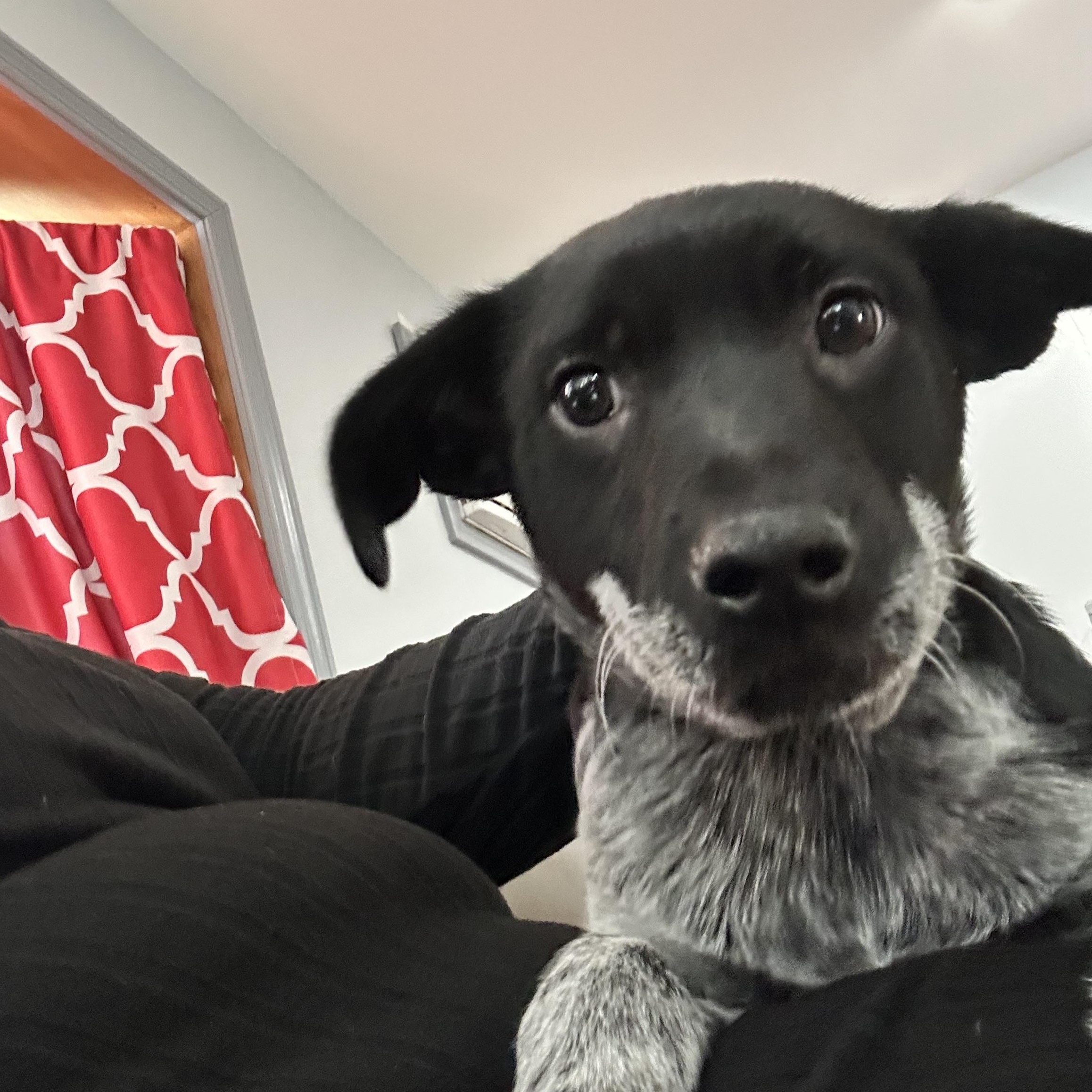 Enlarge Boyer, a Adoptable mixed breed in Griswold, CT image 2/6