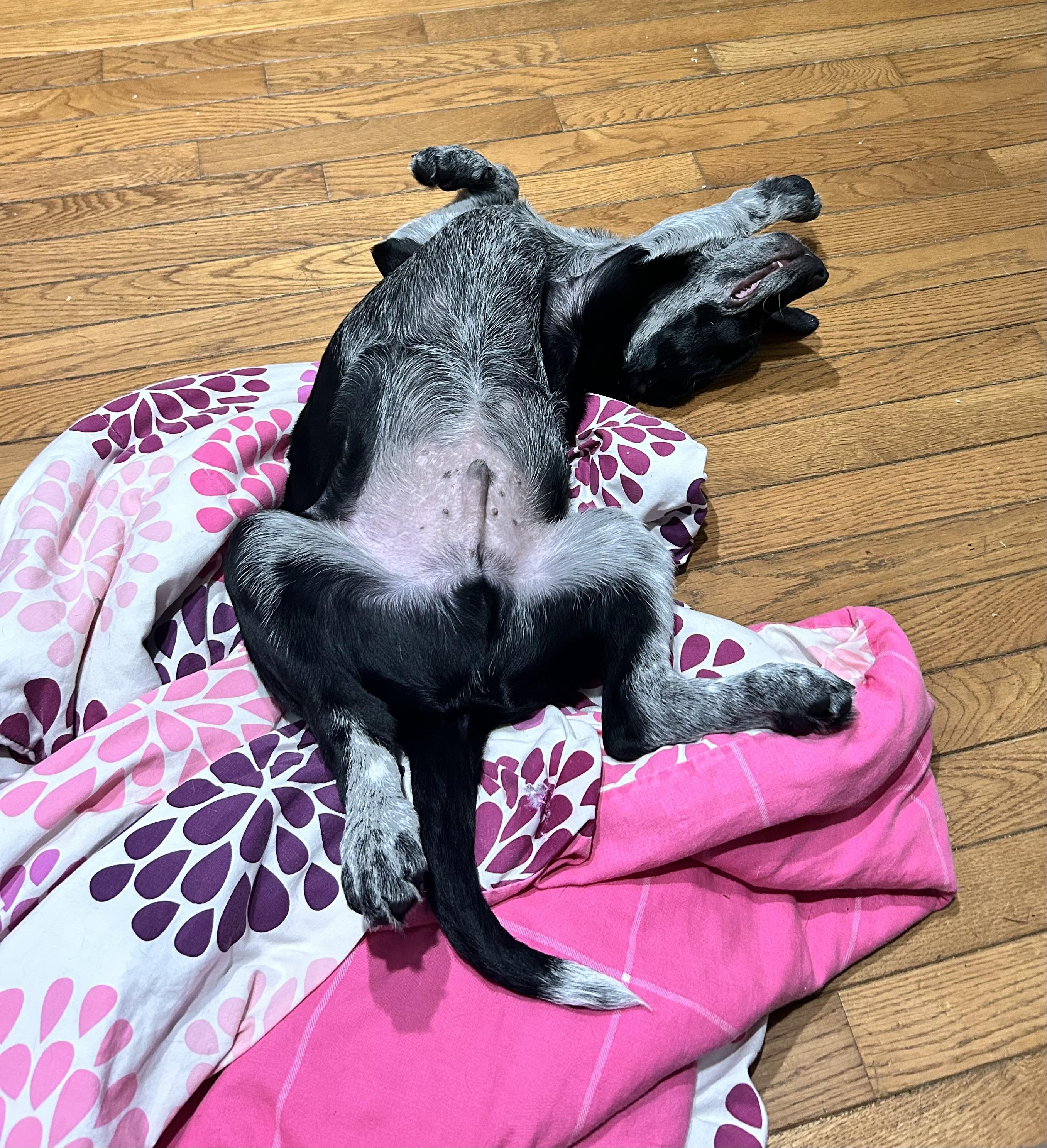 Enlarge Boyer, a Adoptable mixed breed in Griswold, CT image 6/6