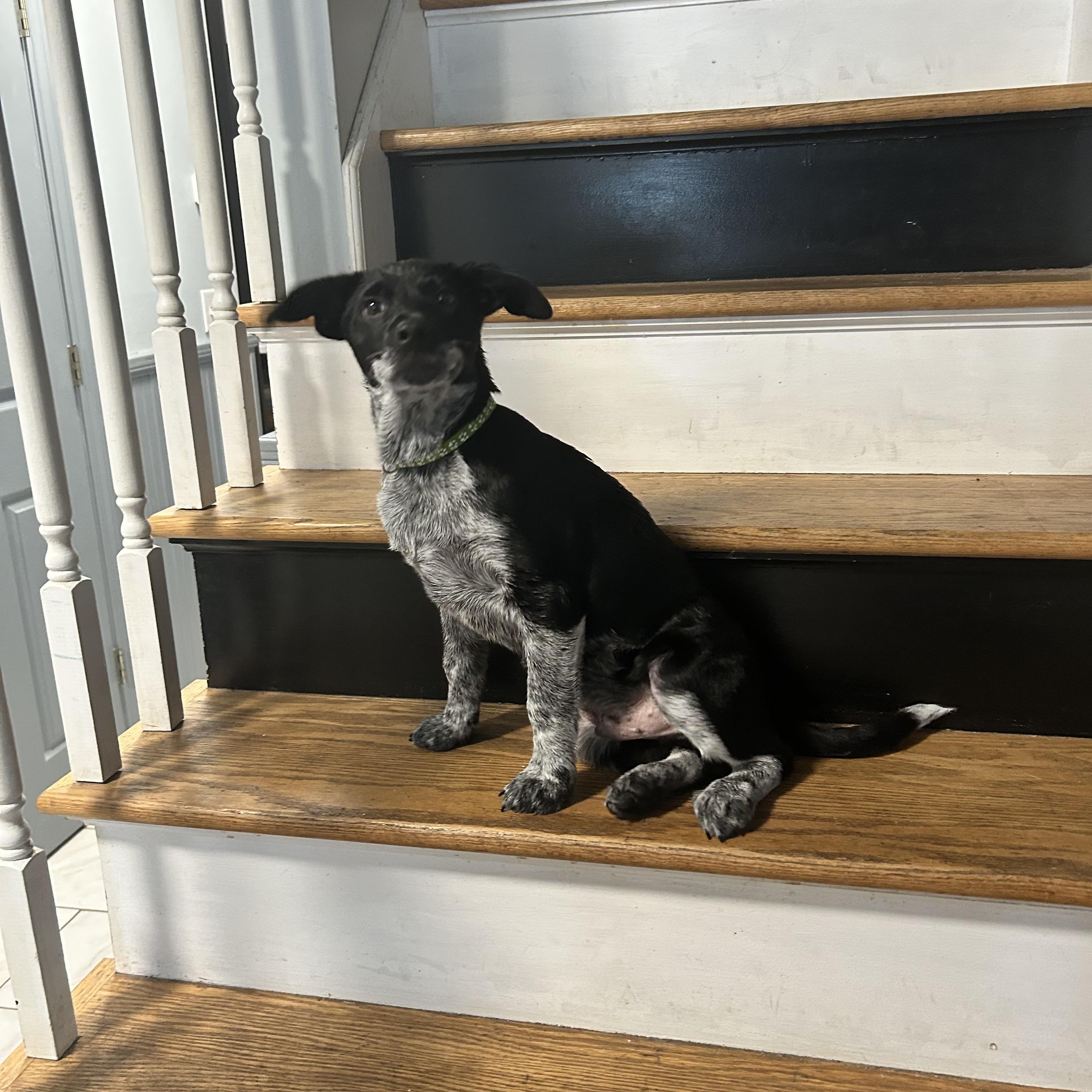 Boyer, Adoptable, Puppy Male Australian Cattle Dog / Blue Heeler.