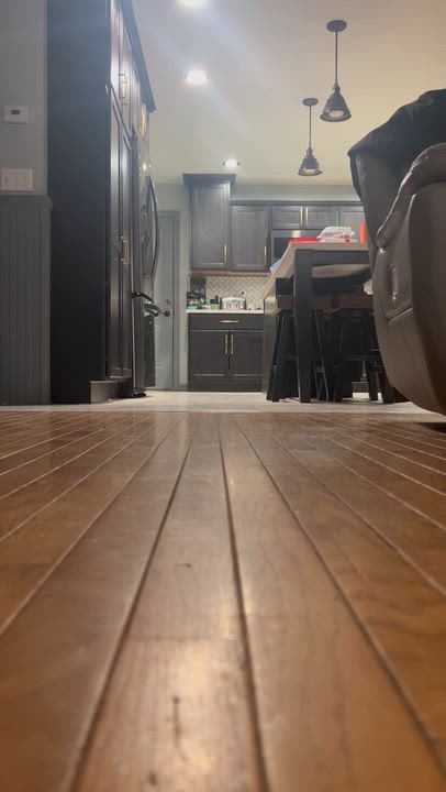 Enlarge Boyer, a Adoptable mixed breed in Griswold, CT video 4/6