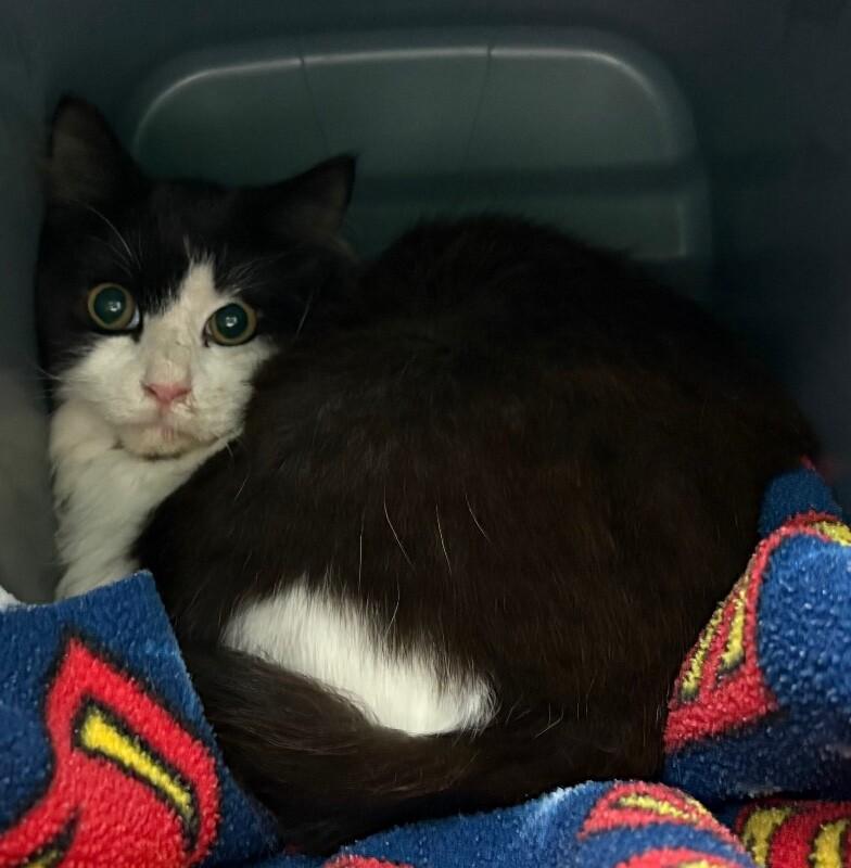 Alex, Adoptable, Adult Female Domestic Long Hair.