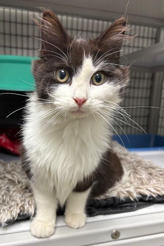 Alex, a Adoptable Domestic Long Hair in Katy, TX image 2/2