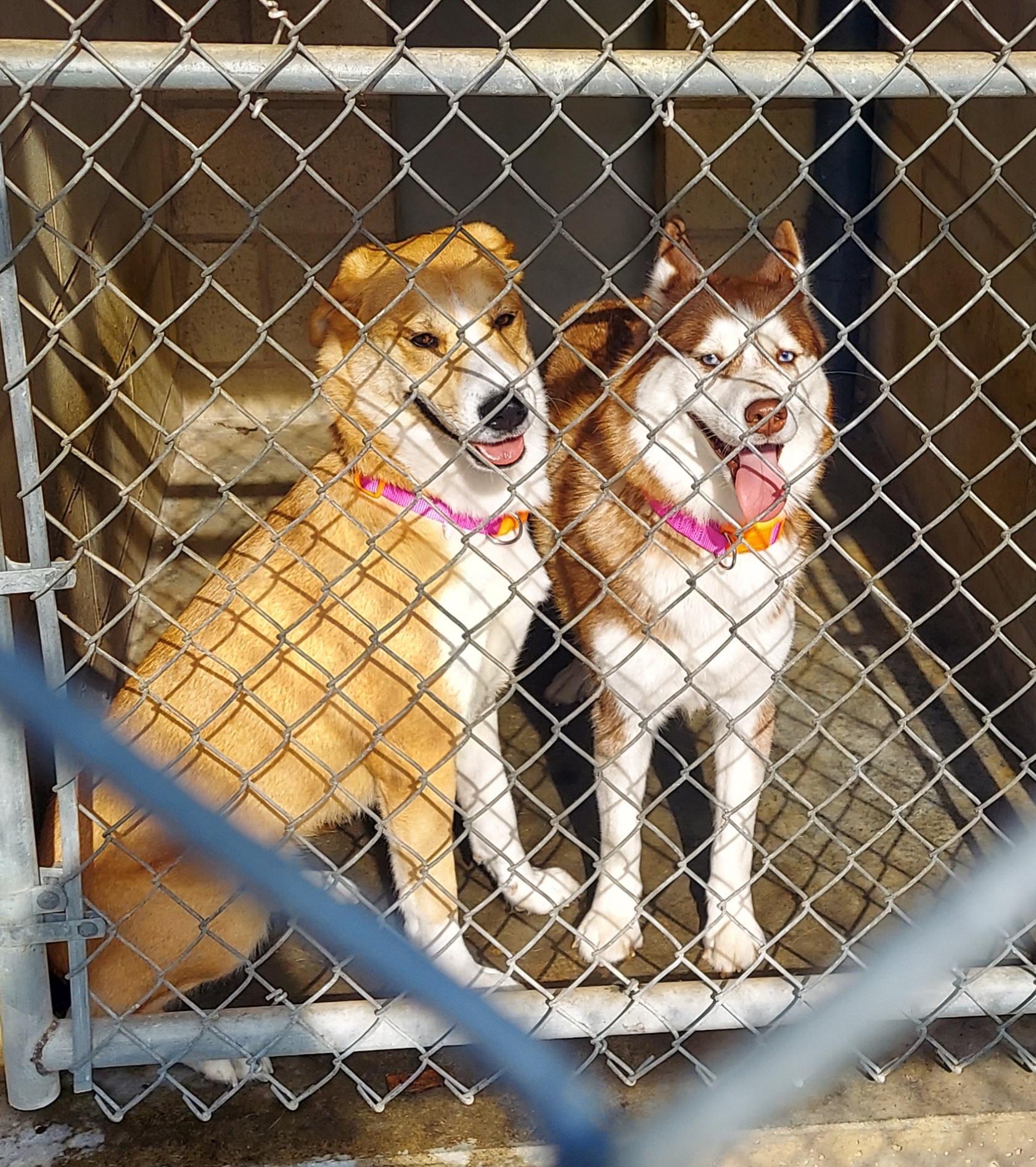 Enlarge 114, 115, a ADOPTABLE Siberian Husky in Pawtucket, RI image 1/1