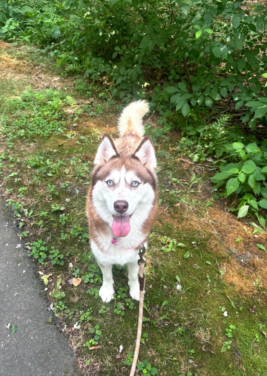 Enlarge 114, 115, a ADOPTABLE Siberian Husky in Pawtucket, RI image 2/3