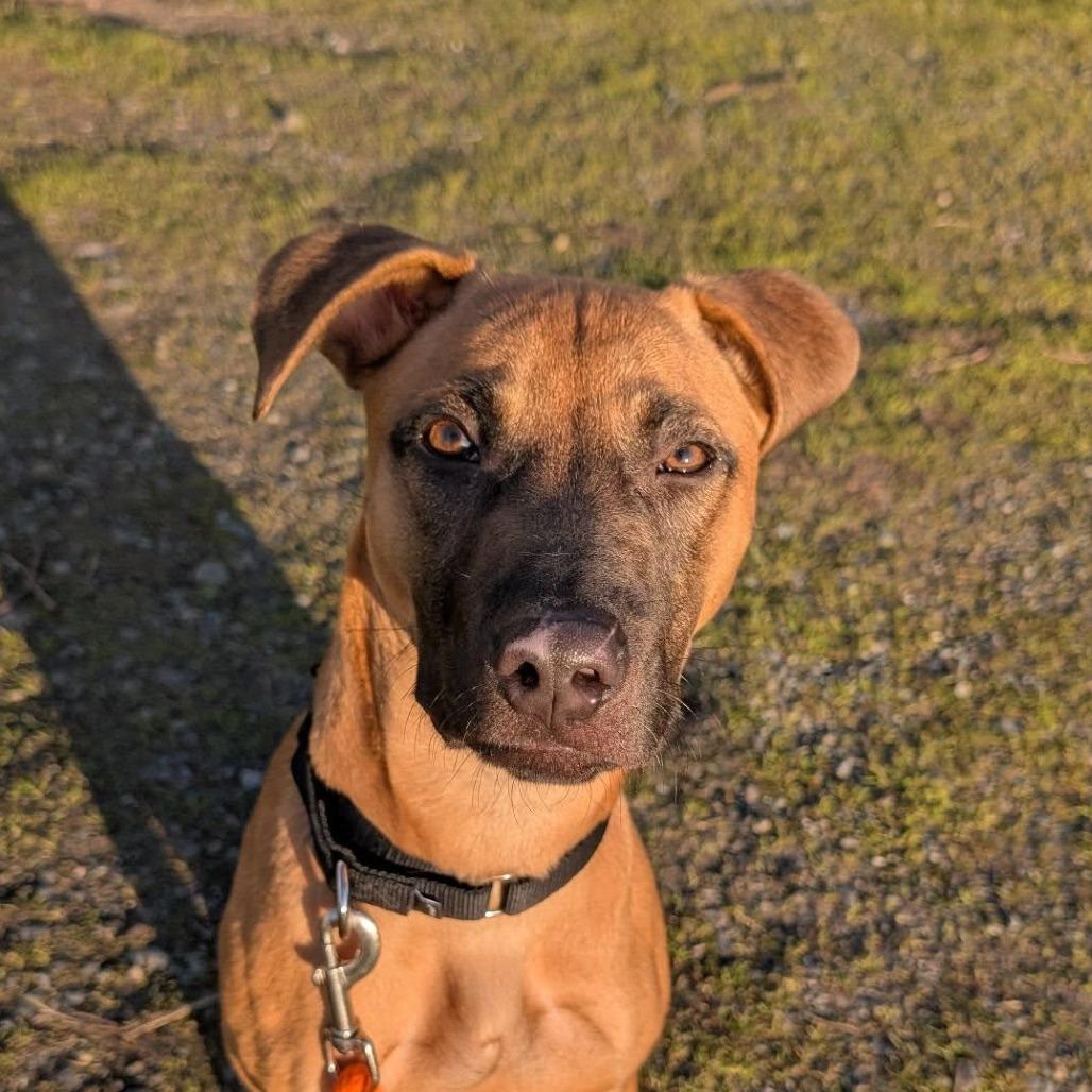 Winston, Adoptable, Young Male Pit Bull Terrier & Mixed Breed.