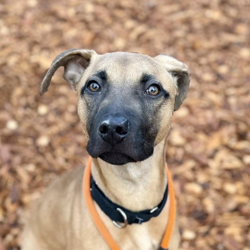 Winston, a Adoptable mixed breed in Tacoma, WA image 2/2