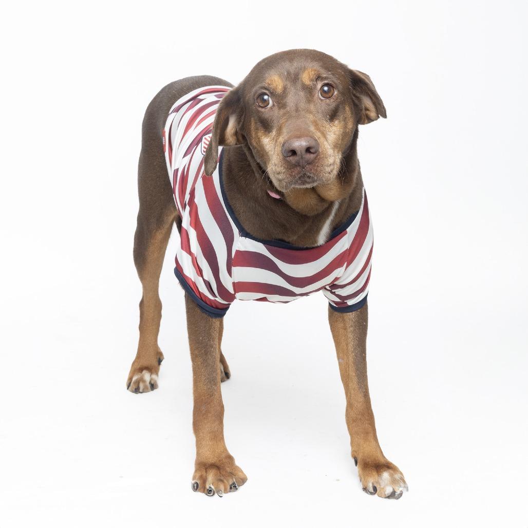 Louise, Adoptable, Senior Female Mixed Breed.