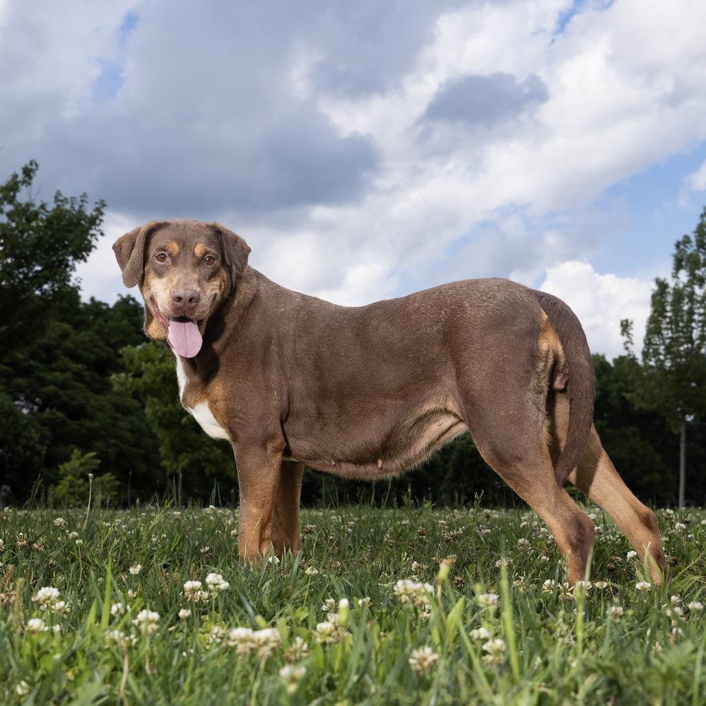 Enlarge Louise, a Adoptable Mixed Breed in Franklin, TN image 2/5