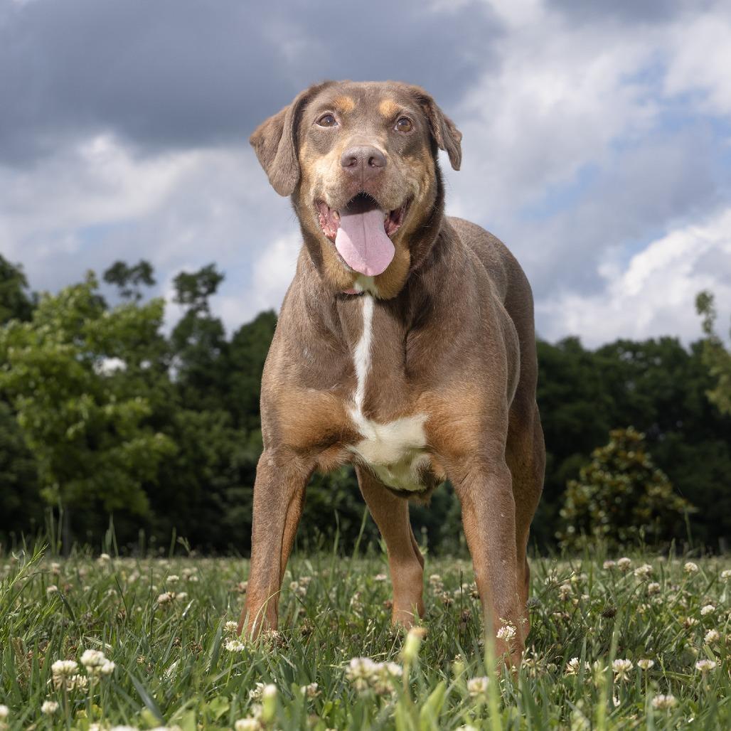 Enlarge Louise, a Adoptable Mixed Breed in Franklin, TN image 3/5