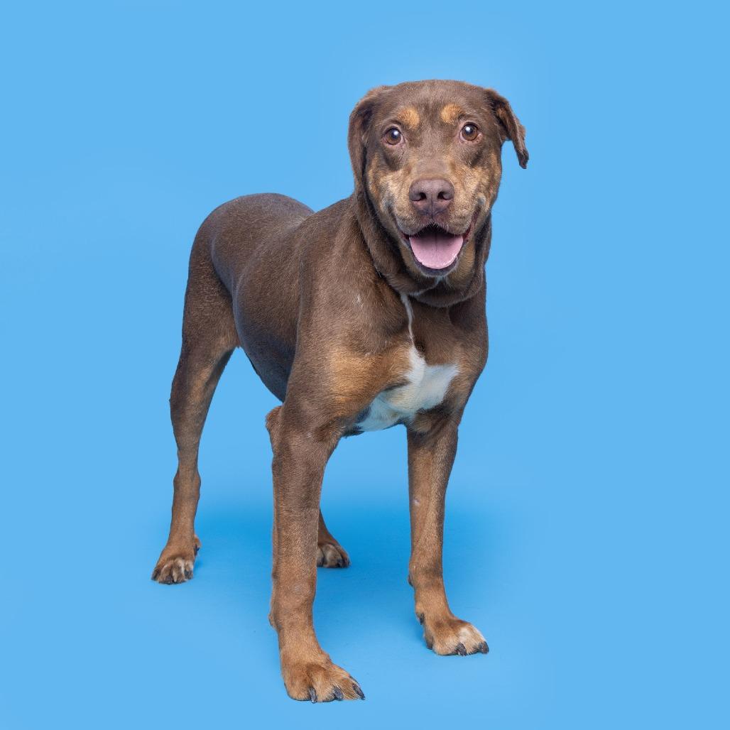 Enlarge Louise, a Adoptable Mixed Breed in Franklin, TN image 4/5
