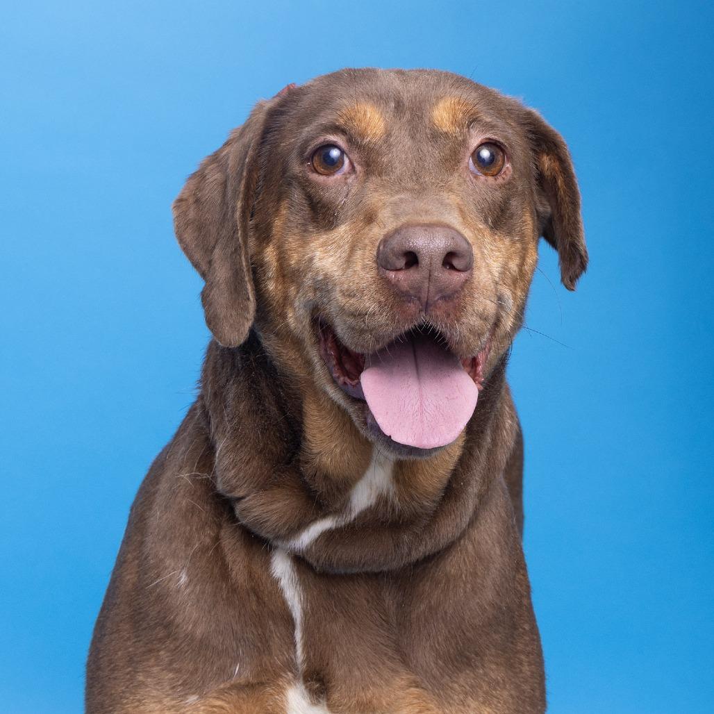 Enlarge Louise, a Adoptable Mixed Breed in Franklin, TN image 5/5