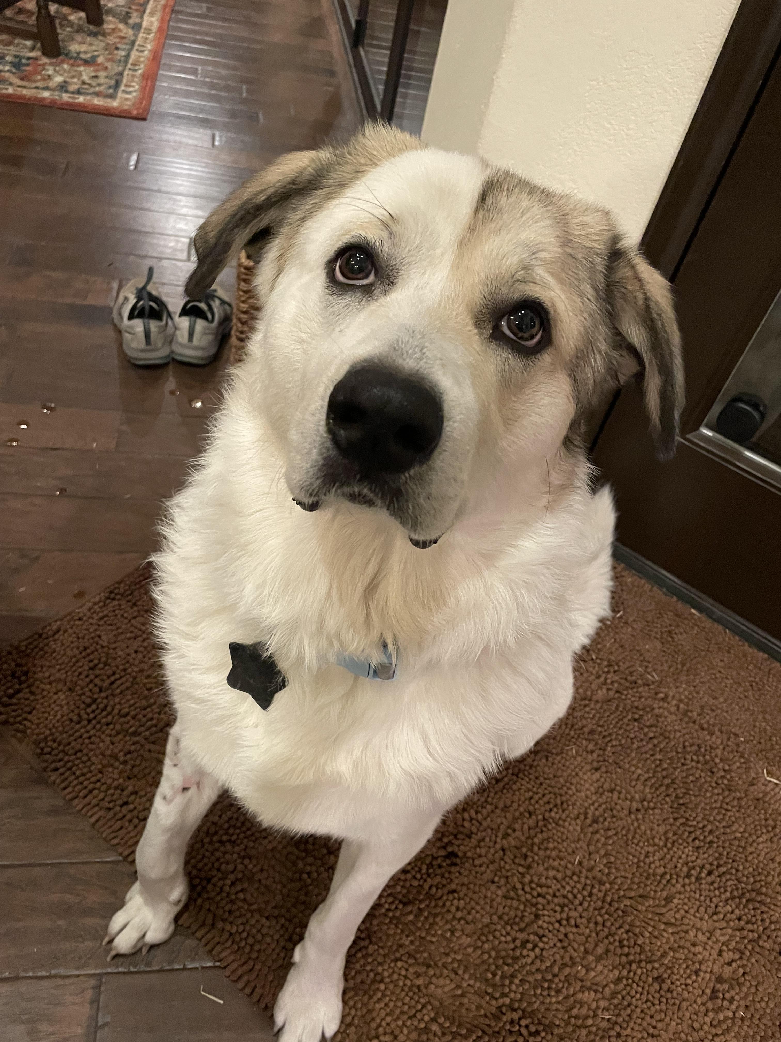 Enlarge Champ ATX, a Adoptable mixed breed in Quinlan, TX image 1/6