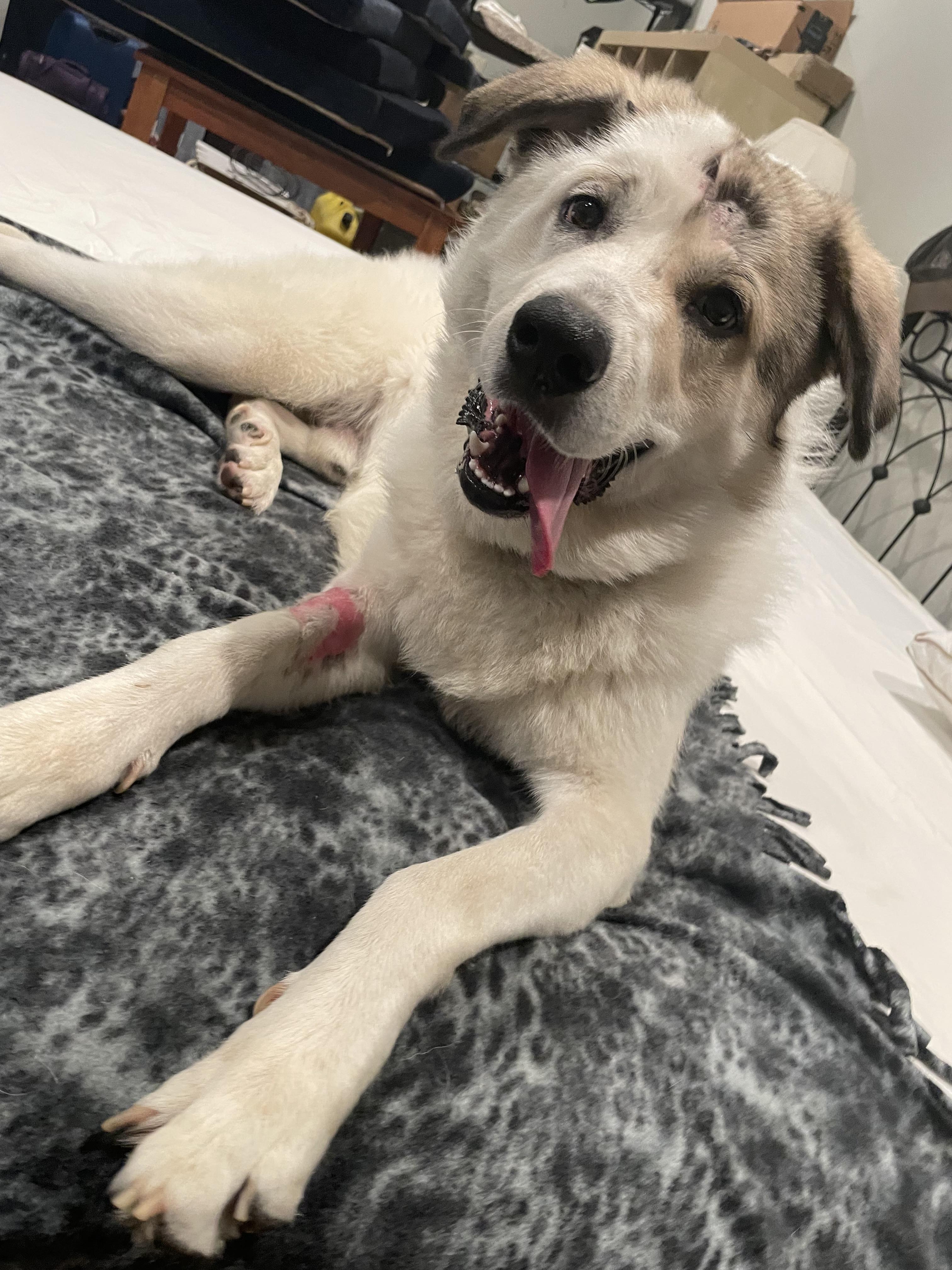 Enlarge Champ ATX, a Adoptable mixed breed in Quinlan, TX image 2/6