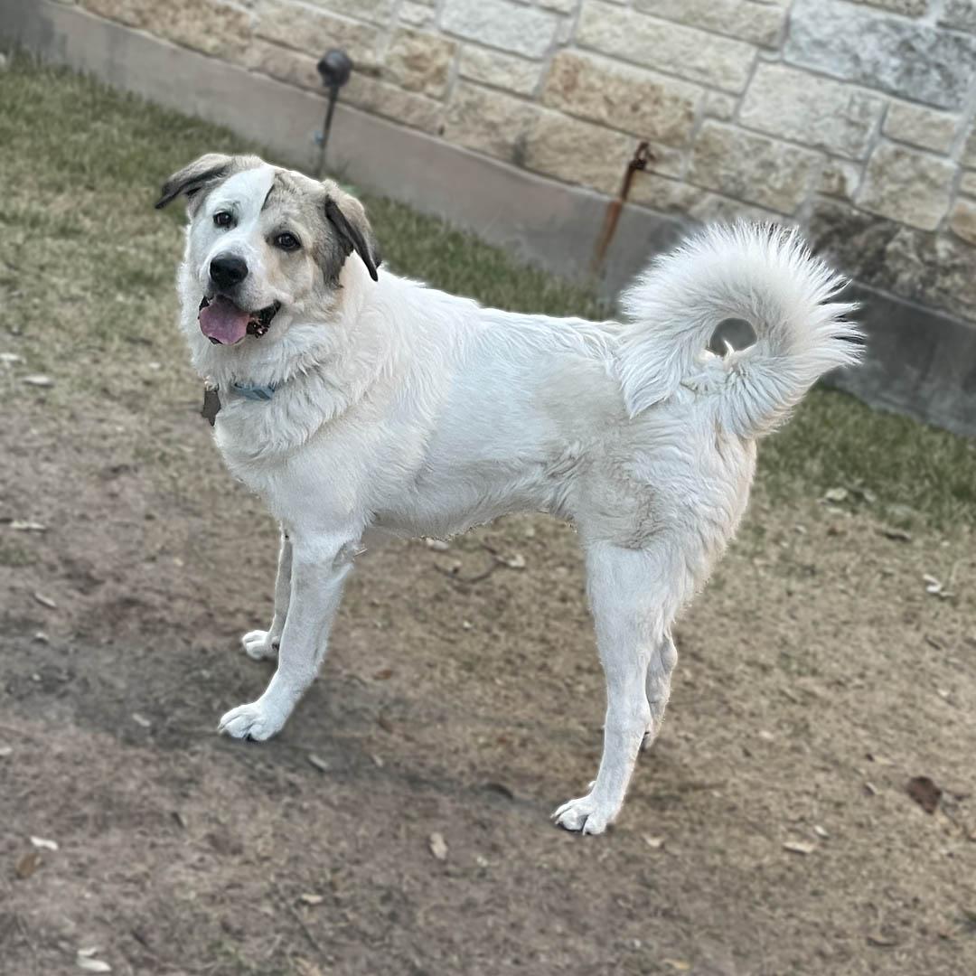 Enlarge Champ ATX, a Adoptable mixed breed in Quinlan, TX image 3/6