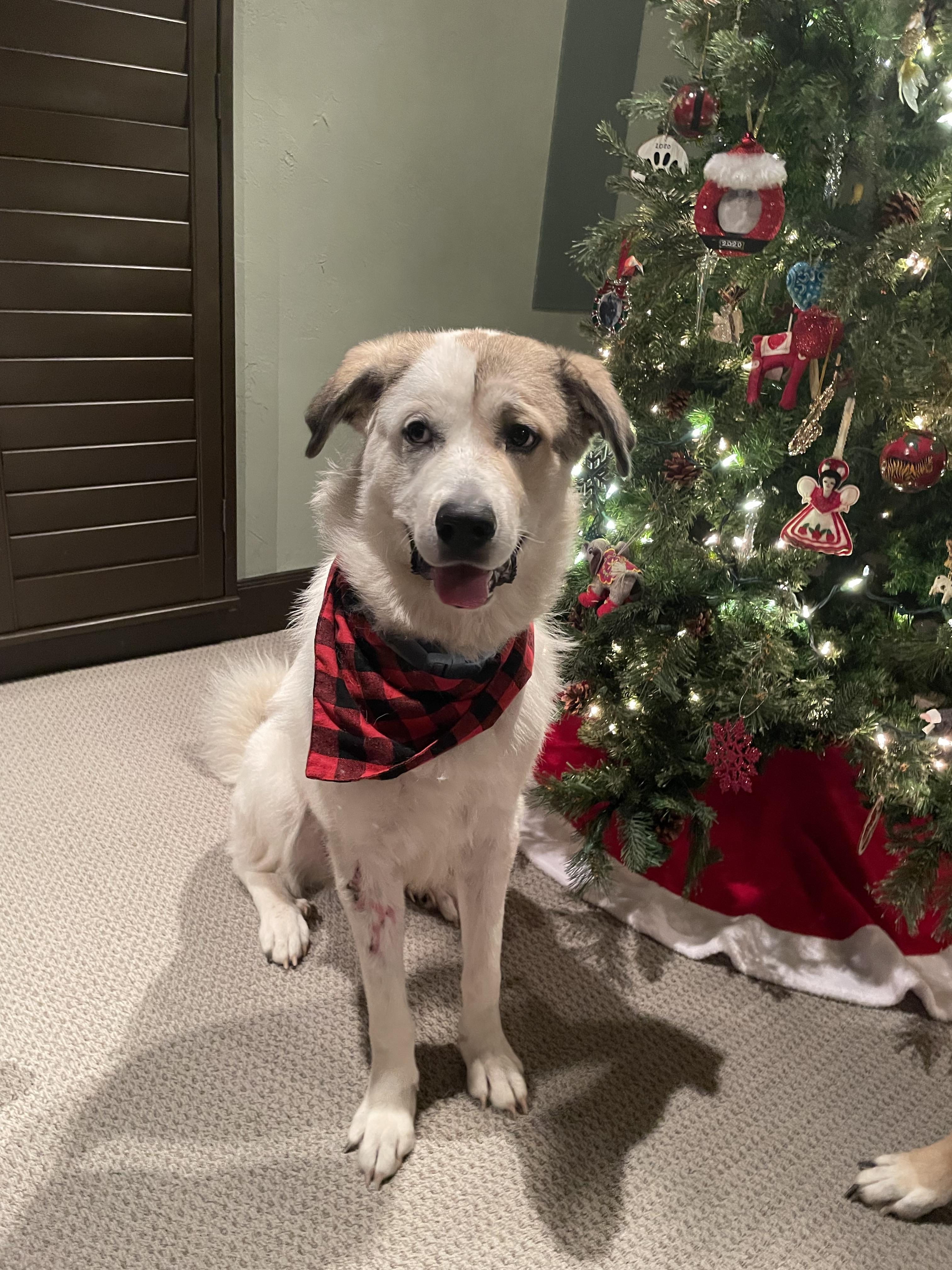 Enlarge Champ ATX, a Adoptable mixed breed in Quinlan, TX image 4/6