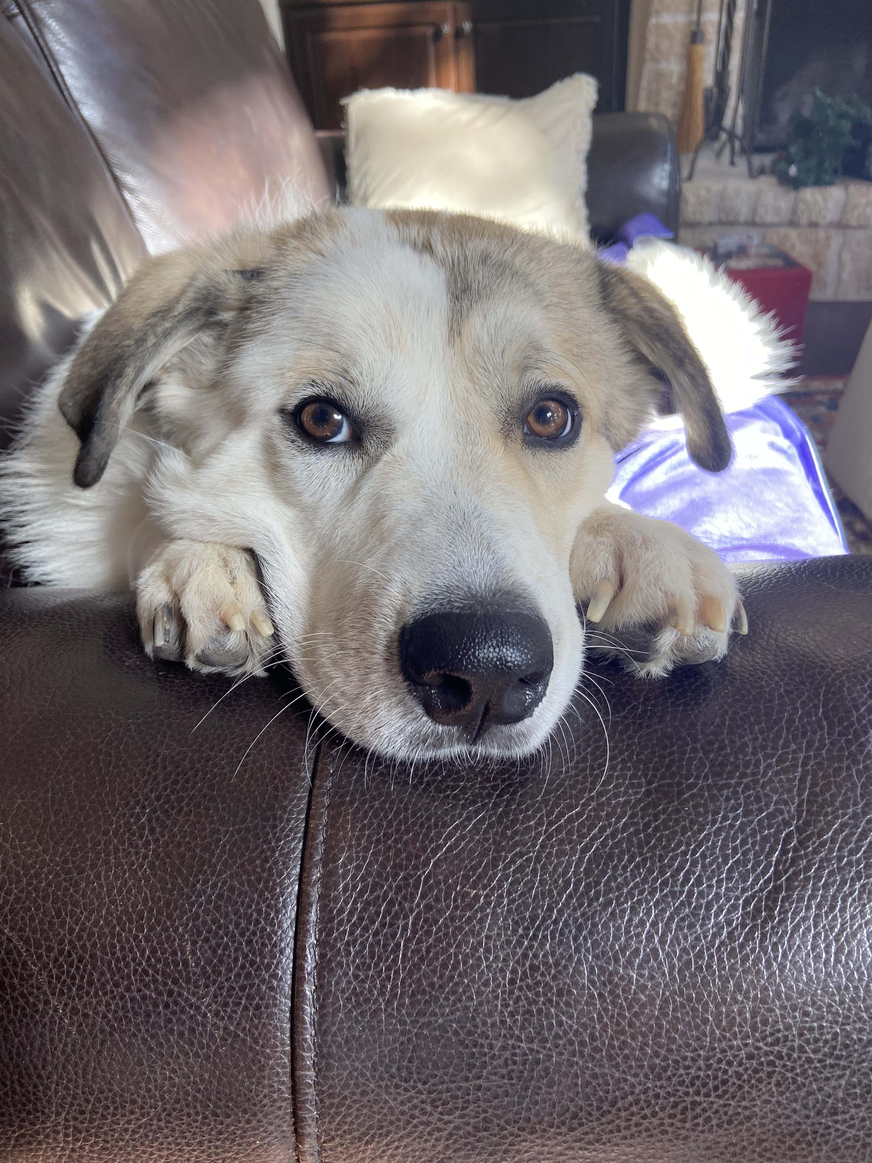 Enlarge Champ ATX, a Adoptable mixed breed in Quinlan, TX image 5/6