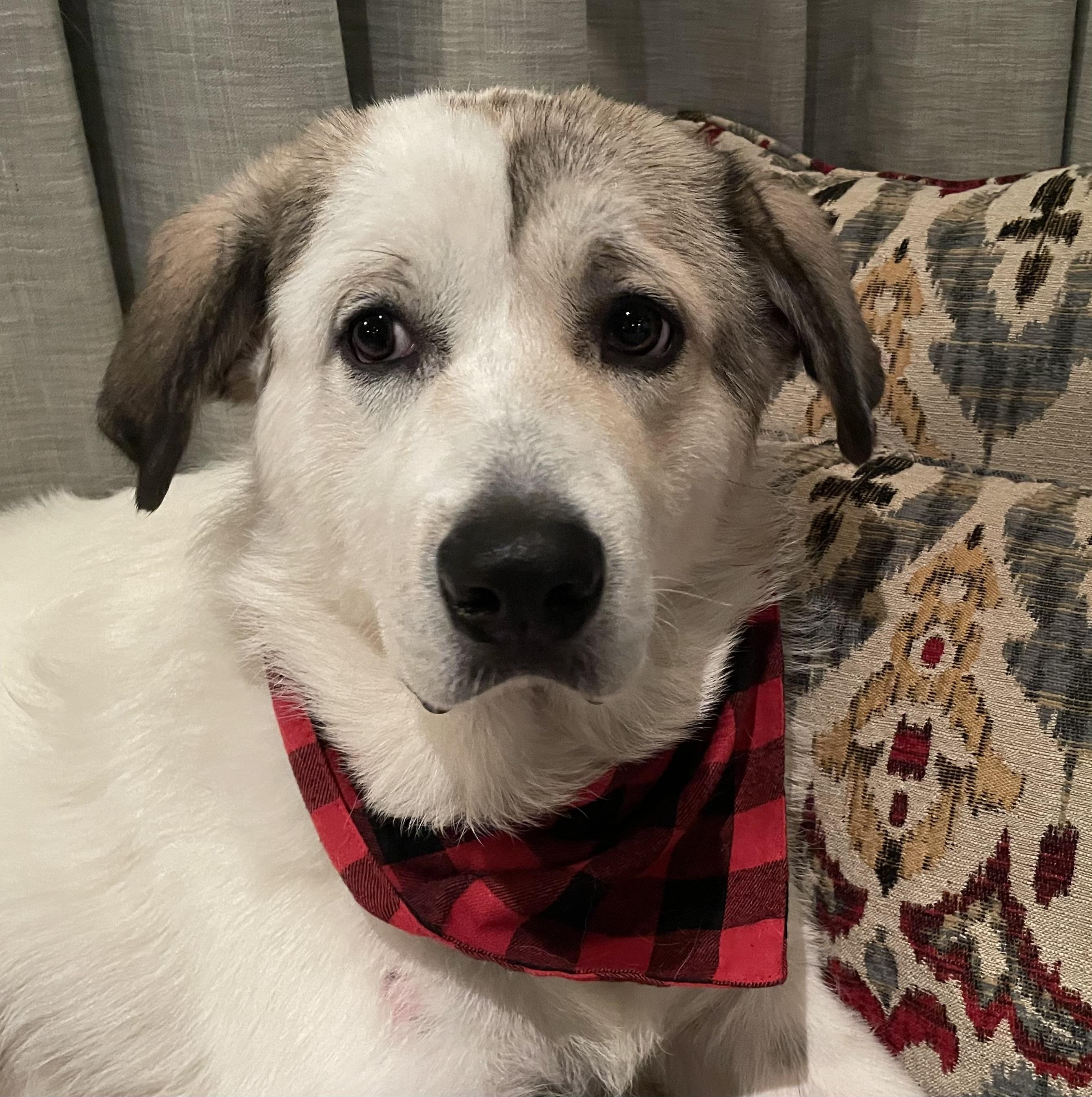 Enlarge Champ ATX, a Adoptable mixed breed in Quinlan, TX image 6/6