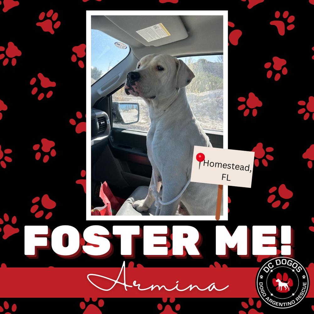Enlarge Armina, a ADOPTABLE Dogo Argentino in Tampa, FL image 1/1