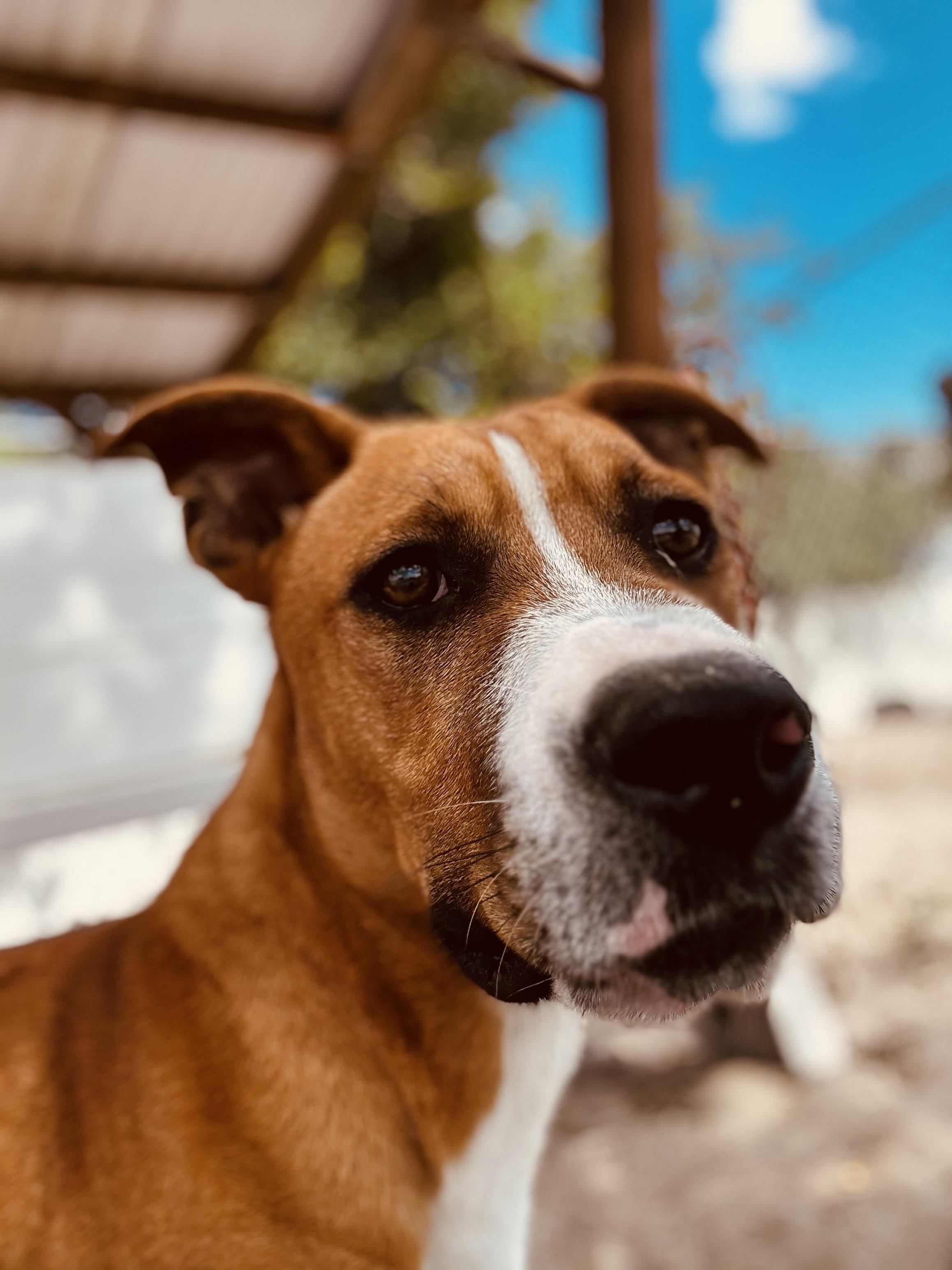 Enlarge Scrappy Doo, a ADOPTABLE mixed breed in New Port Richey, FL image 3/4