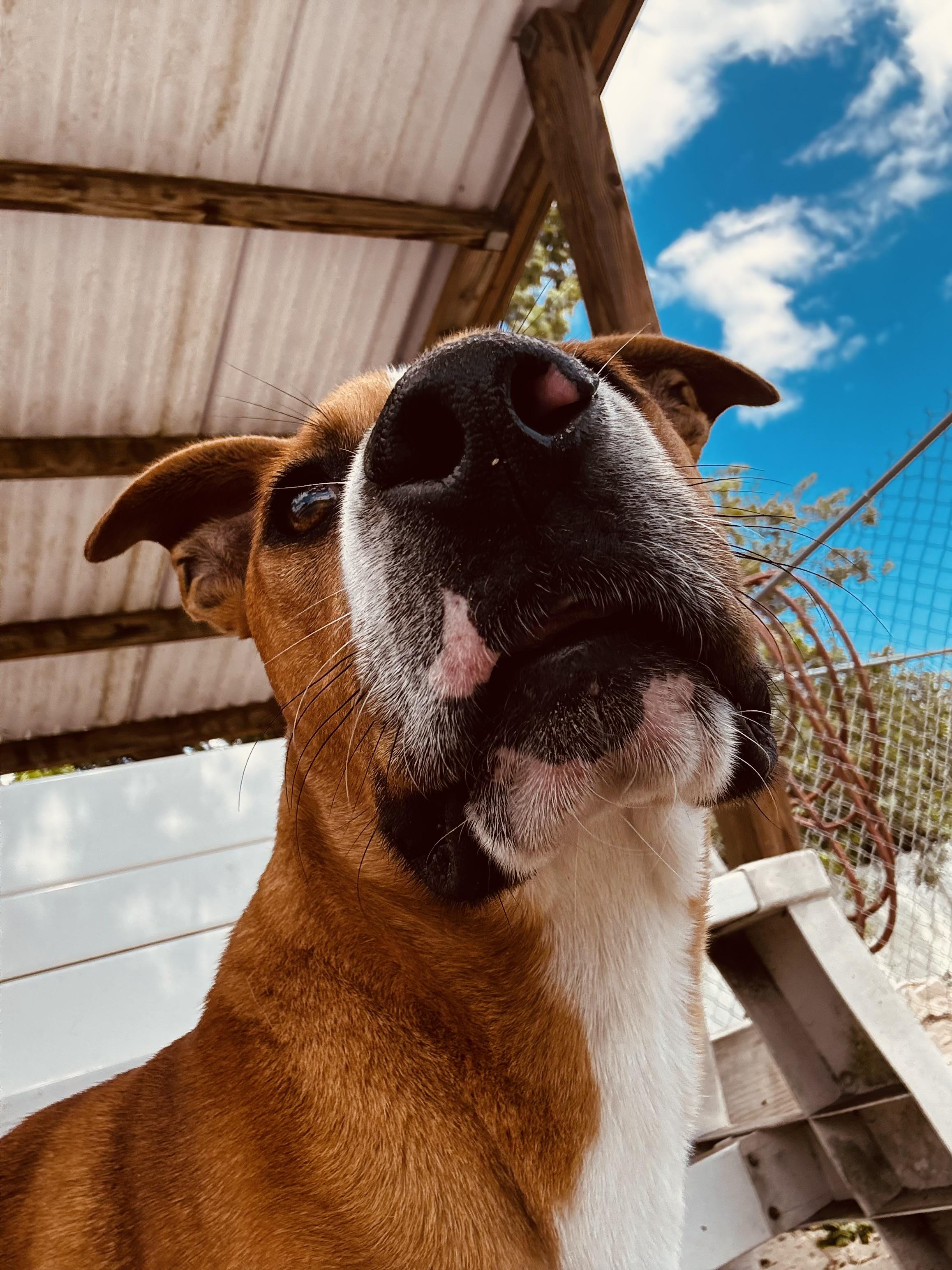 Enlarge Scrappy Doo, a ADOPTABLE mixed breed in New Port Richey, FL image 4/4