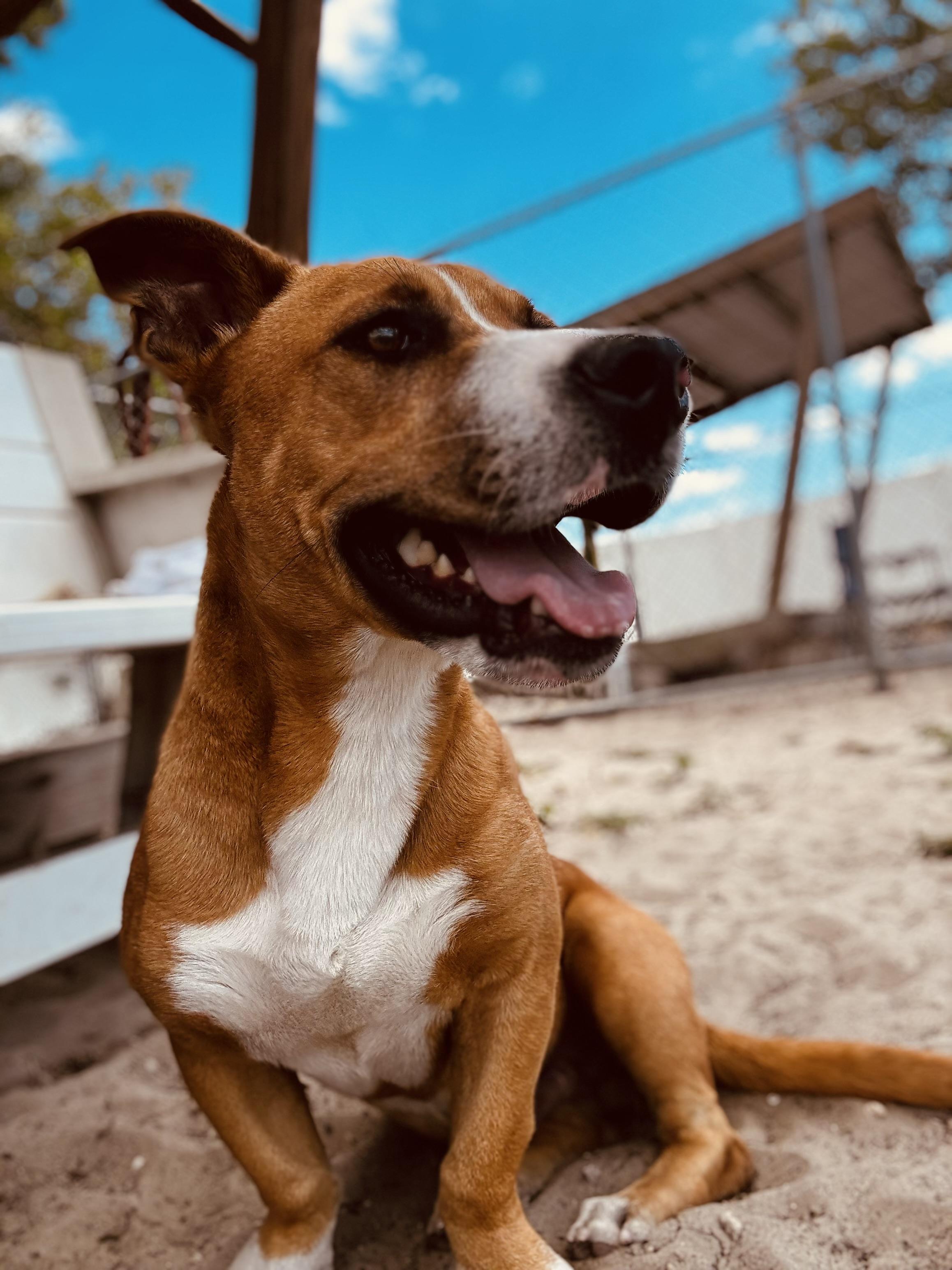 Enlarge Scrappy Doo, a ADOPTABLE mixed breed in New Port Richey, FL image 2/4
