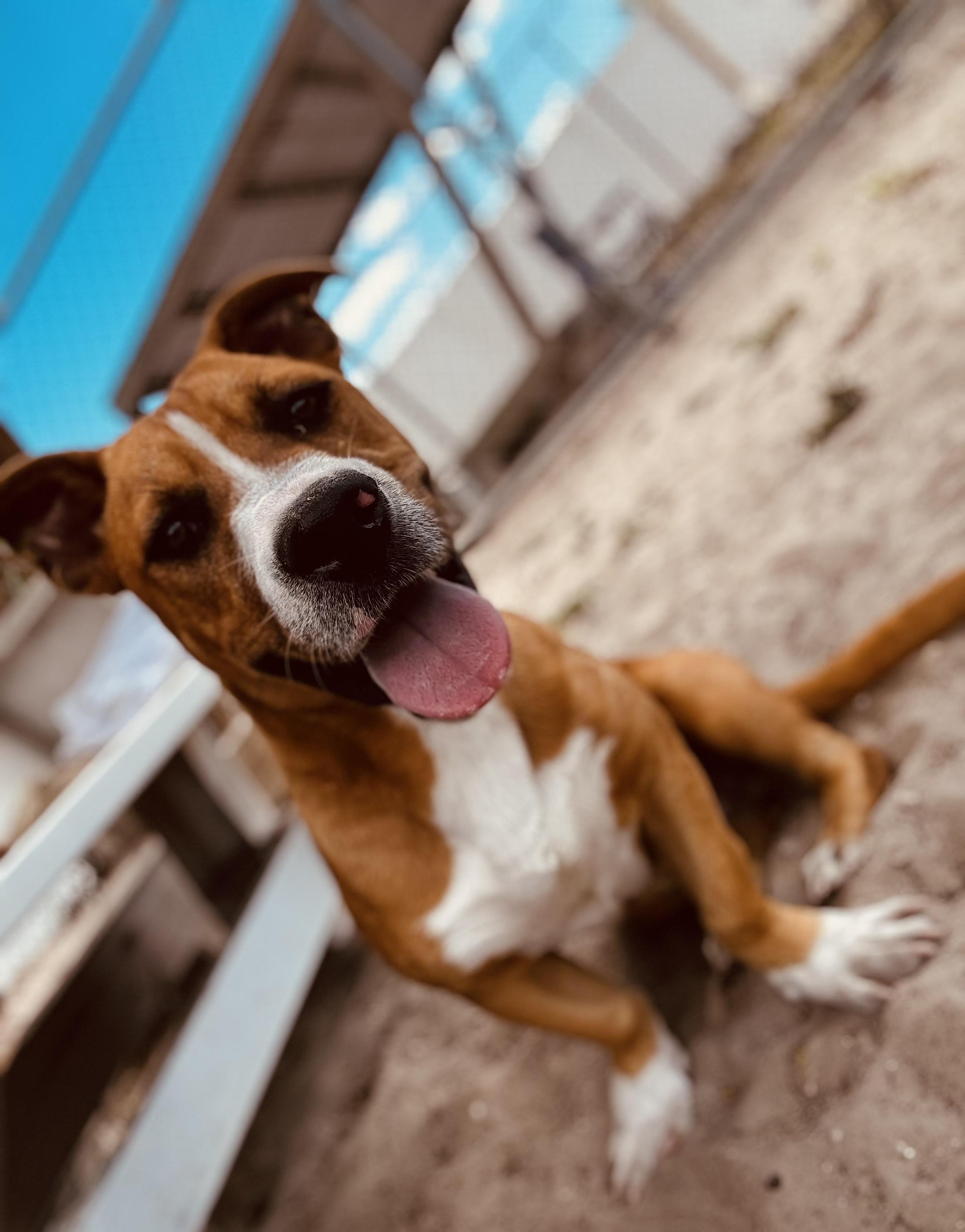 Enlarge Scrappy Doo, a ADOPTABLE mixed breed in New Port Richey, FL image 1/4