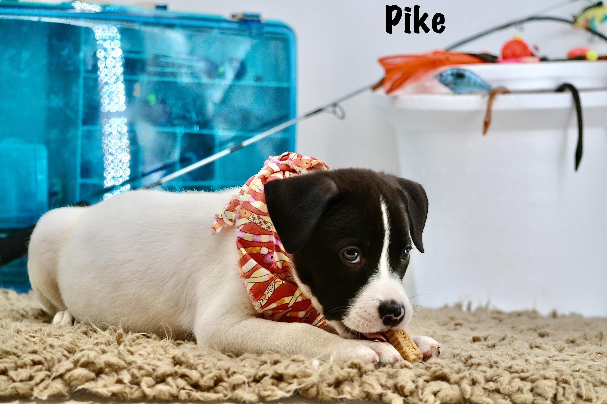 Pike