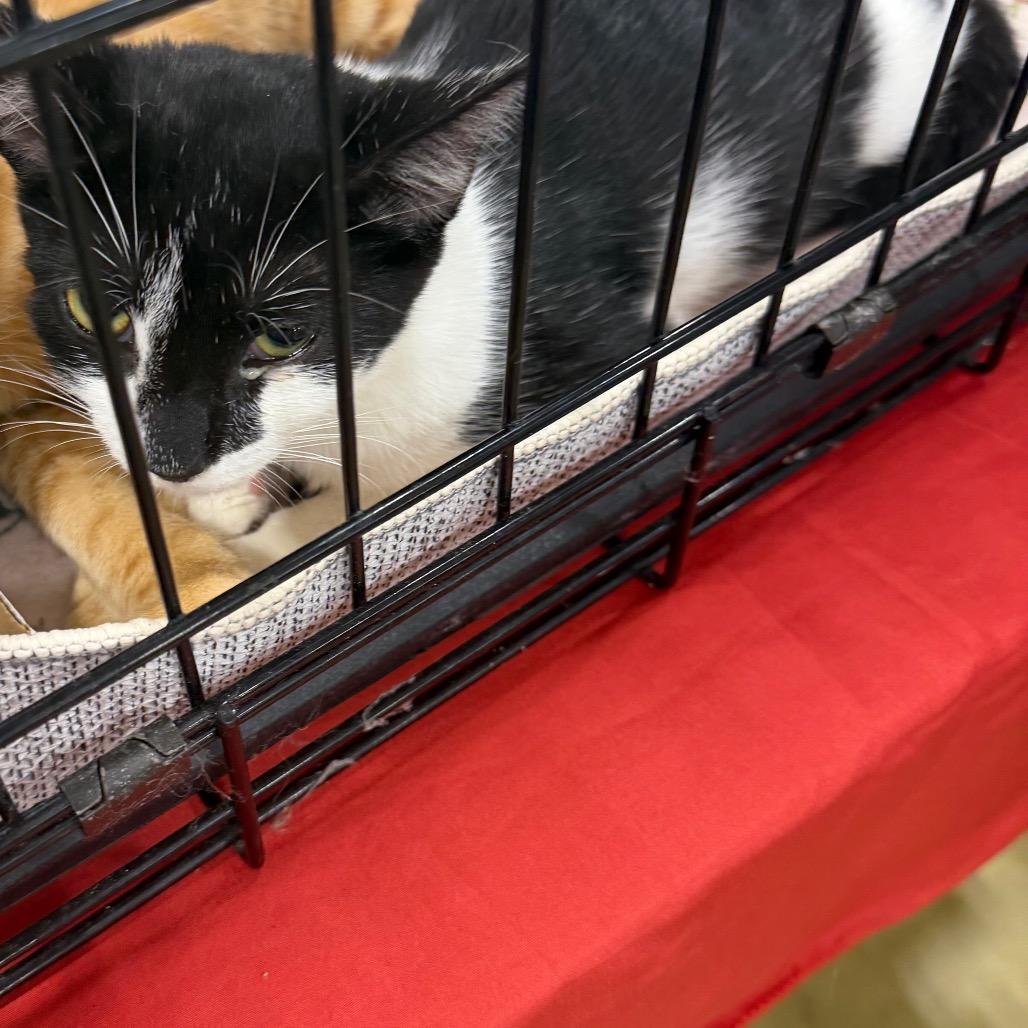 Tilly, Adoptable, Young Female Domestic Short Hair.