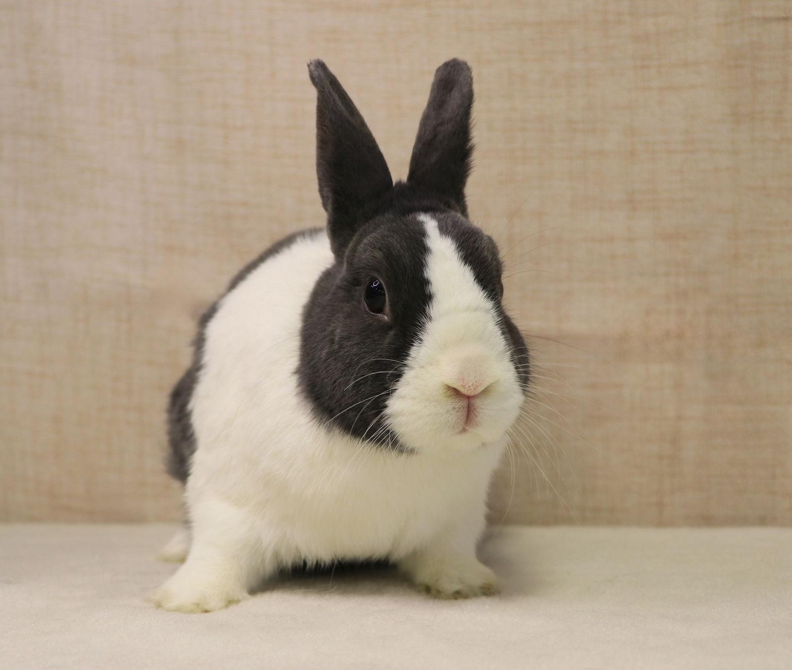 Nibbles "Nibbs", Adopted, Adult Male Dutch.