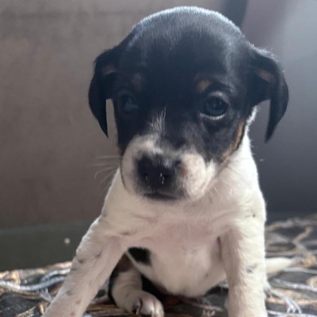 Enlarge Ivy, a Adoptable mixed breed in Manalapan, NJ image 1/1